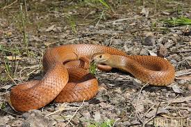 eastern brown snake predators