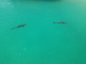 reef sharks 